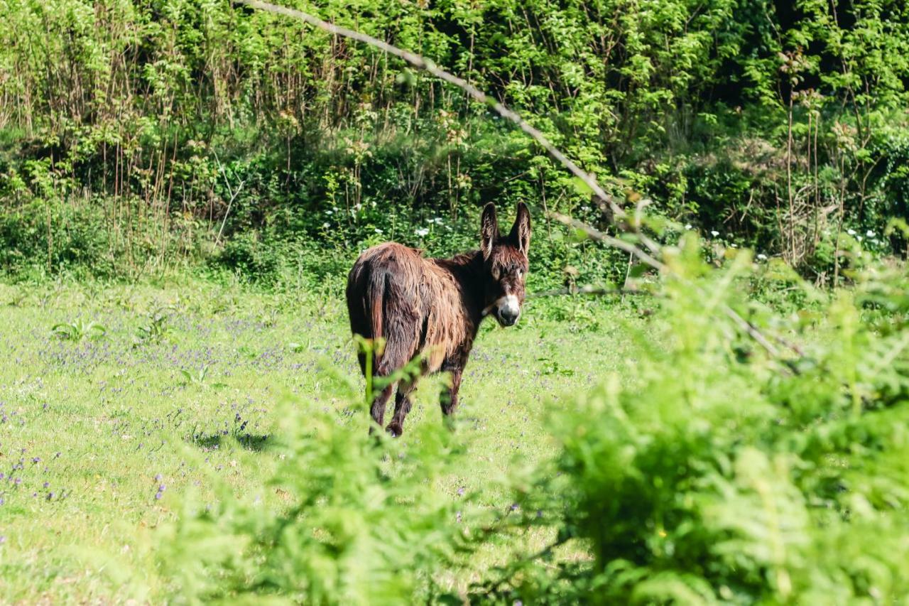 Вилла Quinta De Pindela - Natureza E Tradicao Вила-Нова-ди-Фамаликан Экстерьер фото